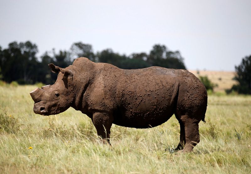 &copy; Reuters. FILE PHOTO: A black rhino is seen after it was dehorned in an effort to deter the poaching of one of the world's endangered species, at a farm outside Klerksdorp, in the north west province, South Africa, February 24, 2016.REUTERS/Siphiwe Sibeko