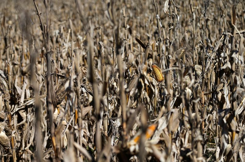 &copy; Reuters. Lavoura de milho
2/08/2019
REUTERS/Agustin Marcarian