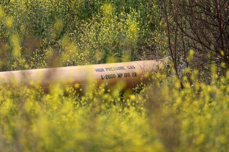 &copy; Reuters. FILE PHOTO: A natural gas pipeline runs through ustard plants in the burn zone of Chino Hills State Park, as the coronavirus disease (COVID-19) pandemic continues, in Chino Hills, California, U.S., April 21, 2021. REUTERS/Lucy Nicholson