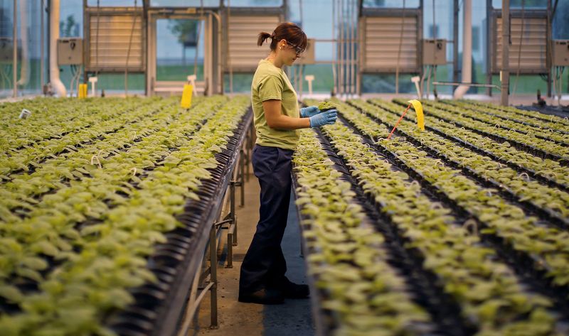 © Reuters. FILE PHOTO: A worker inspects the Nicotiana benthamiana plants at a Medicago greenhouse in Quebec City, August 13, 2014. REUTERS/Mathieu Belanger/File Photo