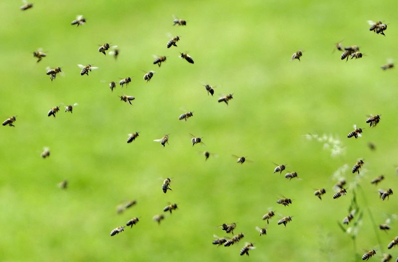 &copy; Reuters. FILE PHOTO: Bees fly near a thermosolar hive in Chrudim May 25, 2015.  Picture taken May 25, 2015.  REUTERS/David W Cerny/File Photo