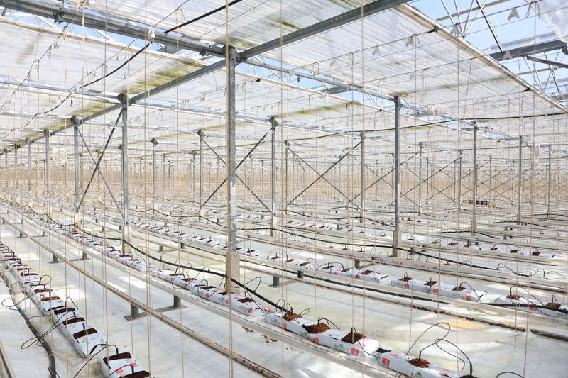 &copy; Reuters. FILE PHOTO: An empty greenhouse of cucumber grower Tony Montalbano is seen, as he did not plant in January due to the soaring cost of natural gas, at Green Acre Salads, in Roydon, Britain, March 22, 2022. REUTERS/Matthew Childs