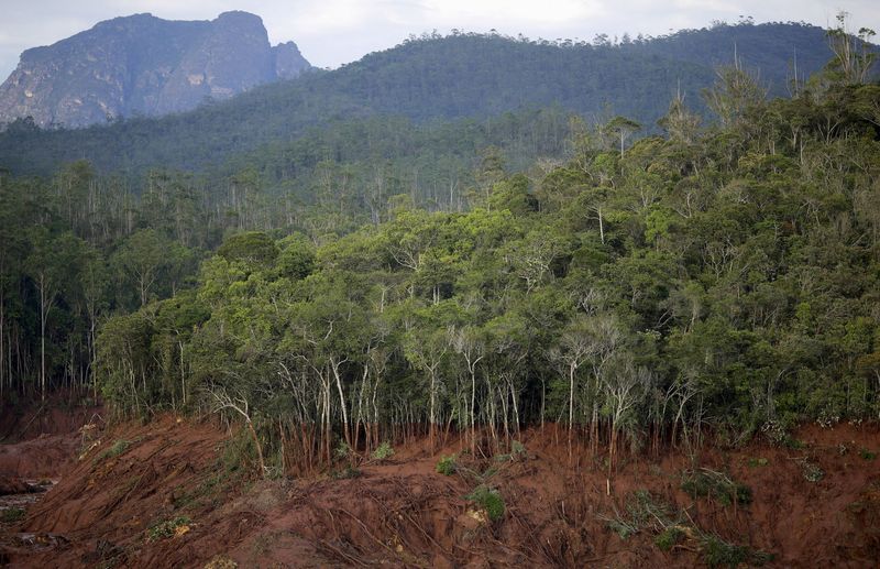 &copy; Reuters. FILE PHOTO: Trees covered with mud are pictured after a dam owned by Vale SA and BHP Billiton Ltd burst in Mariana, Brazil, November 6, 2015.  REUTERS/Ricardo Moraes/File Photo