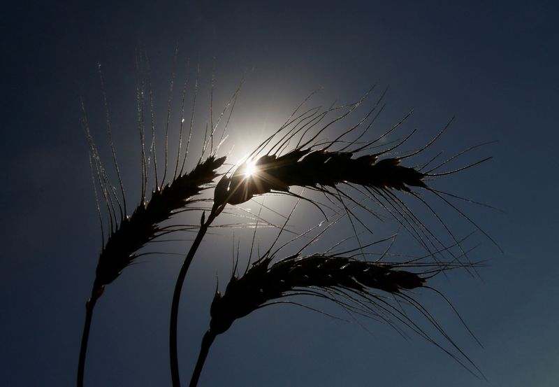 &copy; Reuters. FILE PHOTO: Ears of wheat are seen in a field near the village of Zhovtneve, Ukraine, July 14, 2016.  REUTERS/Valentyn Ogirenko/File Photo