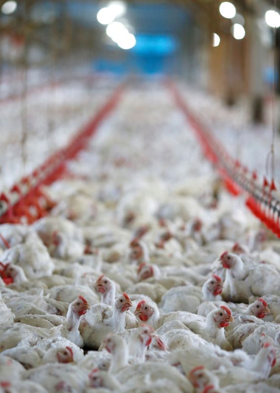 &copy; Reuters. دجاج في مصنع دواجن في ولاية بارانا بالبرازيل في صورة من أرشيف رويترز.