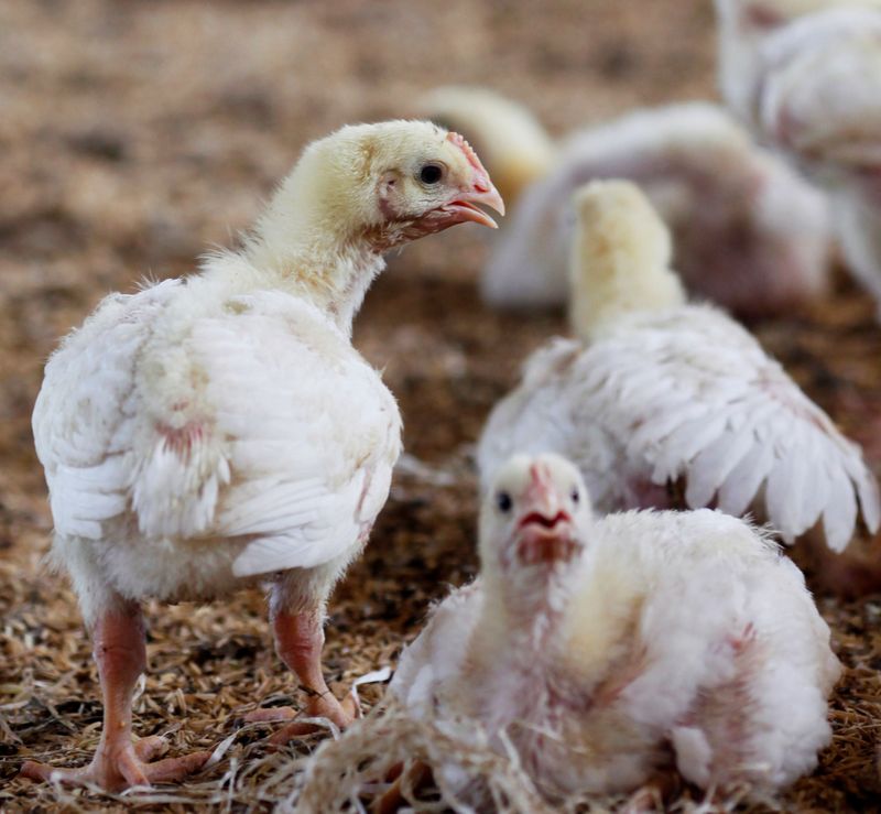 &copy; Reuters. Pintinho em fazenda de frango em Bogor, Jakarta. 
27/07/2012 
REUTERS/Enny Nuraheni