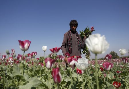 Taliban bans drug cultivation, including lucrative opium By Reuters