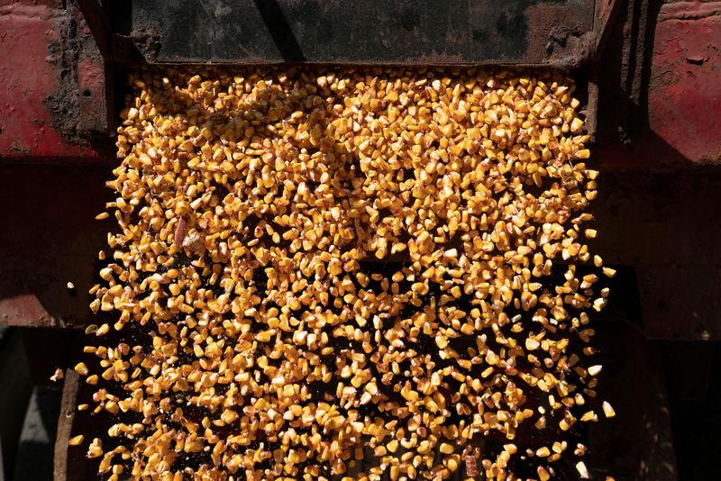 &copy; Reuters. A load of corn is poured from a truck into a grain silo on the Nething's family farm in Ravenna, Ohio, U.S., October 11, 2021.    REUTERS/Dane Rhys