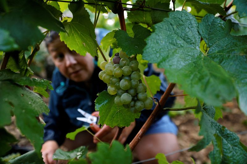 &copy; Reuters. FILE PHOTO: A worker harvests grapes at the Domaine Pinson vineyard in Chablis, France, September 21, 2021. REUTERS/Pascal Rossignol/File Photo