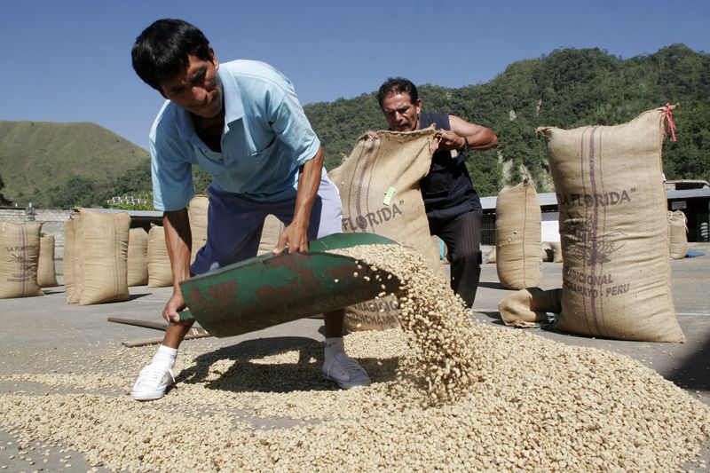 &copy; Reuters. Produtores coletam grãos de café arábica na cidade de Chanchamayo, no Peru. 
11/08/2008
REUTERS/Enrique Castro-Mendivil (PERU)