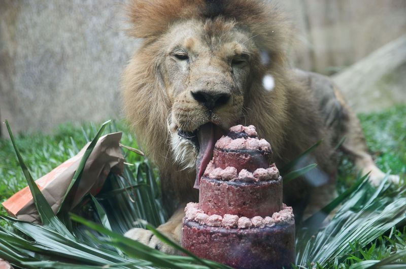 &copy; Reuters. Leão Simba come bolo de carne na comemoração do seu 13º aiversário no BioParque do Rio, no Rio de Janeiro
16/12/2021
REUTERS/Ricardo Moraes