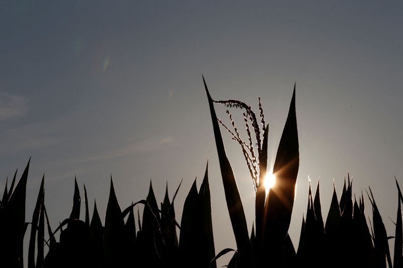 &copy; Reuters. Milho em fazenda em Dixon, Illinois, EUA. 
16/07/2013
REUTERS/Jim Young