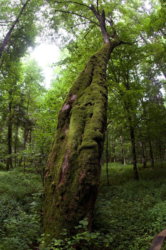 &copy; Reuters. FILE PHOTO: A general view shows part of Europe's last ancient forest, the Bialowieza Primeval Forest July 23, 2009.  REUTERS/Peter Andrews/File Photo