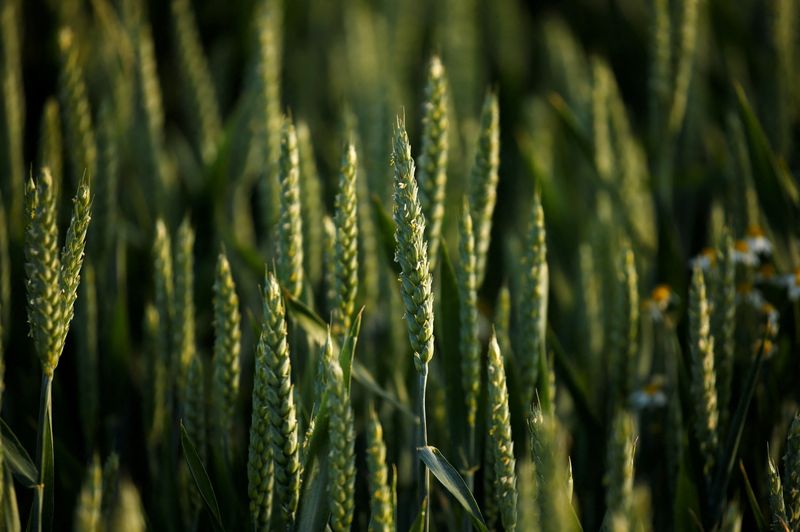 &copy; Reuters. Lavoura de trigo em desenvolvimento 
05/04/2022
REUTERS/Pascal Rossignol/File Photo