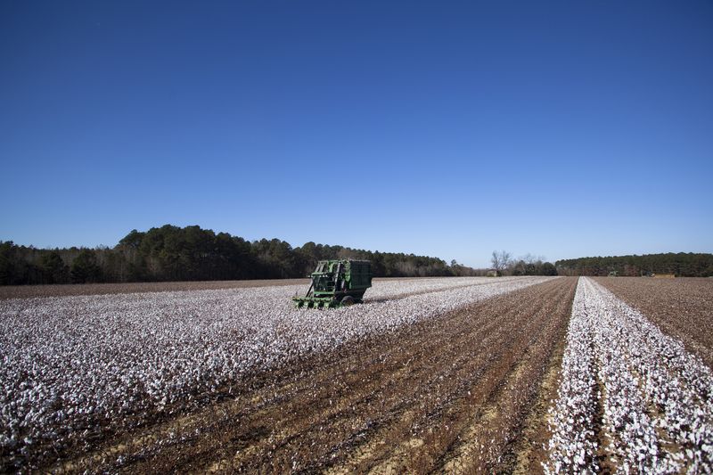 © Reuters. Colheita de algodão
07/04/2022
REUTERS/Randall Hill (UNITED STATES - Tags: AGRICULTURE BUSINESS)