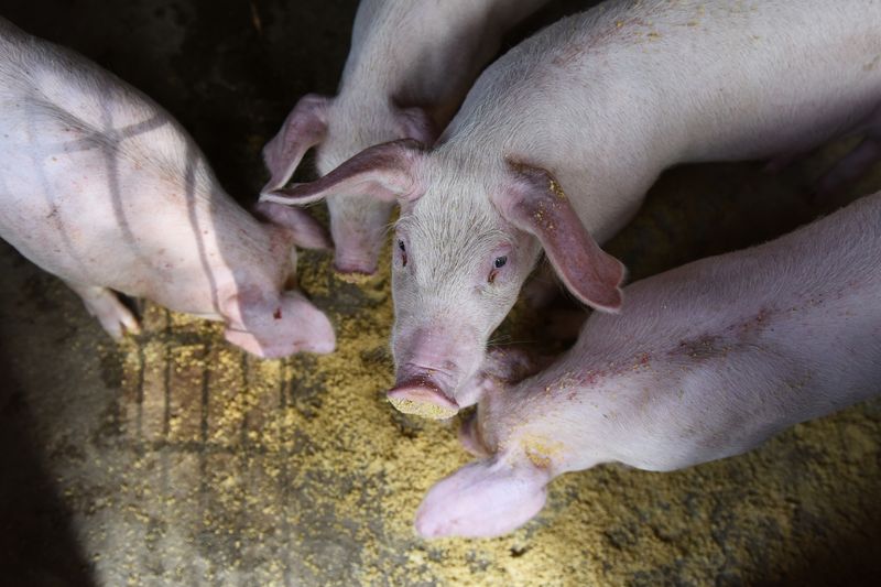 &copy; Reuters. Criação de porcos em Fuyang, China 
05/07/2019
REUTERS/Stringer