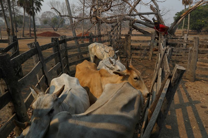 © Reuters. Rebanho bovino no Brasil
08/04/2022
REUTERS/Amanda Perobelli 