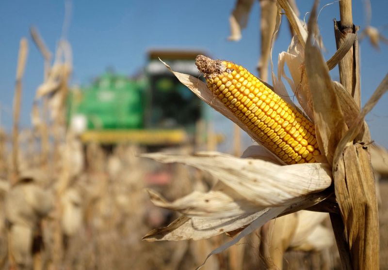 &copy; Reuters. حصاد محصول الذرة في أحد حقول أوكرانيا. صورة من أرشيف رويترز.