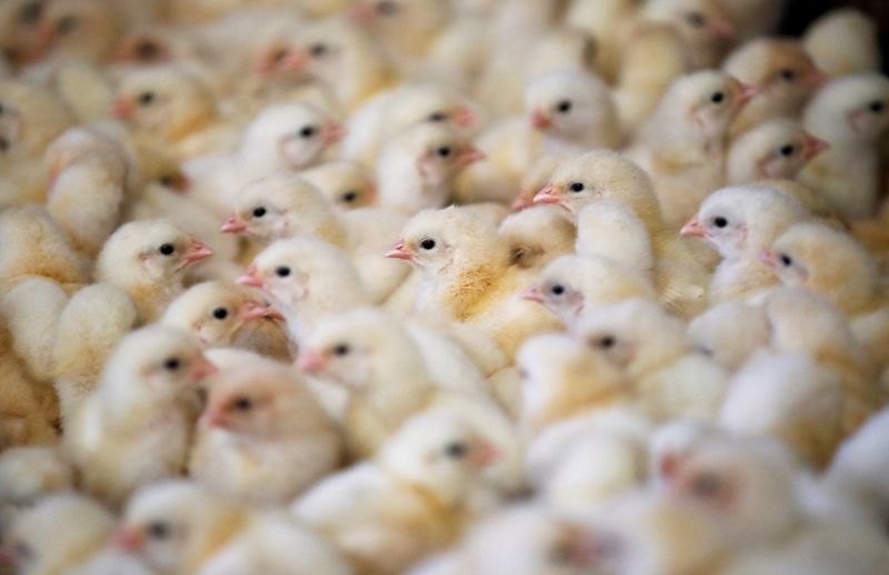 &copy; Reuters. FILE PHOTO: Chicks are seen at a poultry farm in Pruille-le-Chetif near Le Mans, France, March 4, 2020. Picture taken March 4, 2020. REUTERS/Stephane Mahe