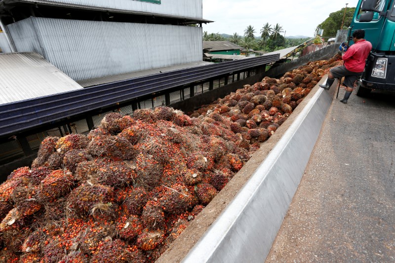 &copy; Reuters. Trabalhadores descarregam dendê para produção de óleo de palma em Bahau, Malásia 
30/01/2019
REUTERS/Lai Seng Sin