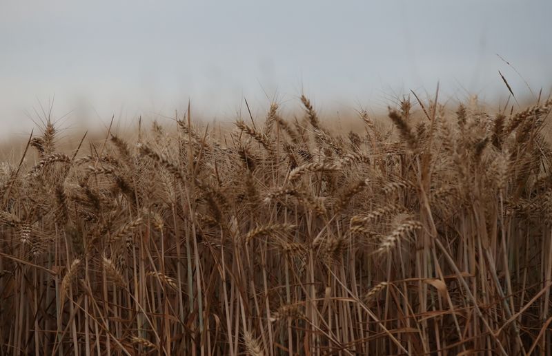 &copy; Reuters. FILE PHOTO: Winter wheat ready for harvest is seen in a field near Kimpton, Britain, August 5, 2020. REUTERS/Peter Cziborra