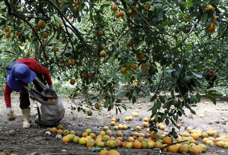 &copy; Reuters. Colheita de laranja em Limeira (SP) 
13/01/2012
REUTERS/Paulo Whitaker 