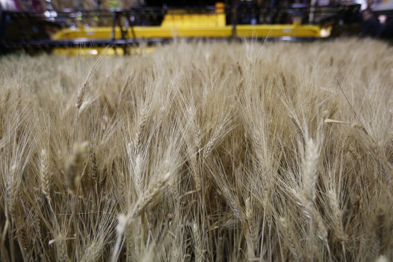 &copy; Reuters. Trigo em exposição de agricultura em Paris. 
05/03/2017       
REUTERS/Regis Duvignau