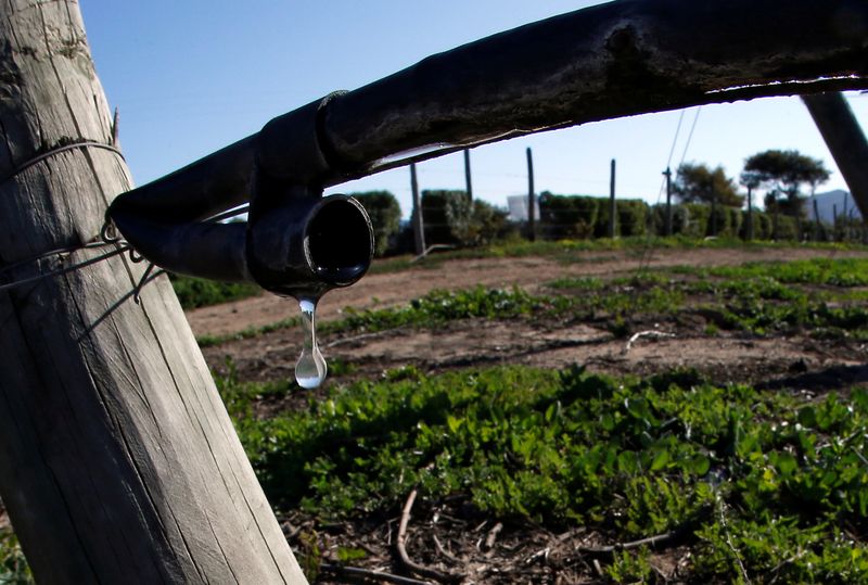 © Reuters. Gota de água caindo em uma plantação em uma fazenda em Casablanca, nos arredores de Valparaíso, Chile 
16/09/2019
REUTERS/Rodrigo Garrido