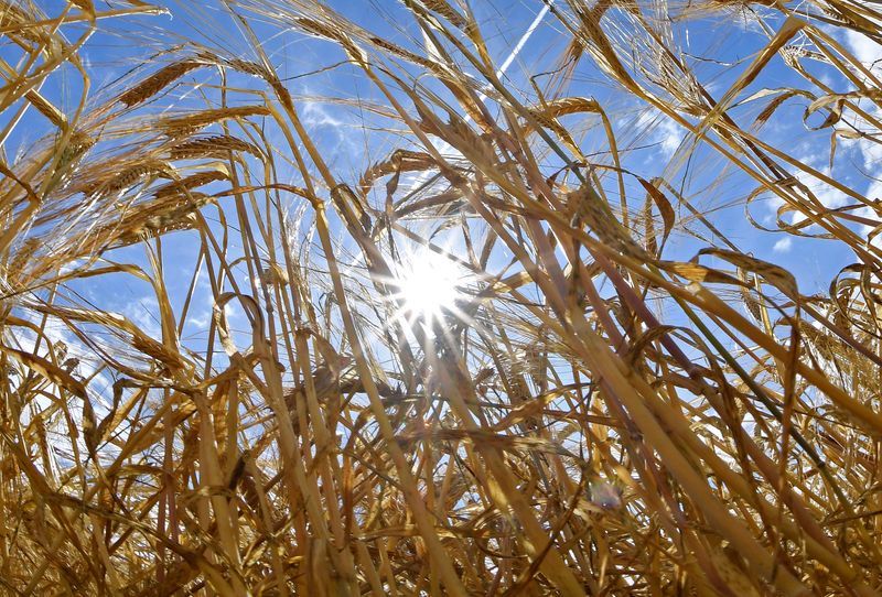 &copy; Reuters. Safra de cevada em fazenda no sudoeste  do Reino Unido. 
01/08/2018  
REUTERS/Toby Melville