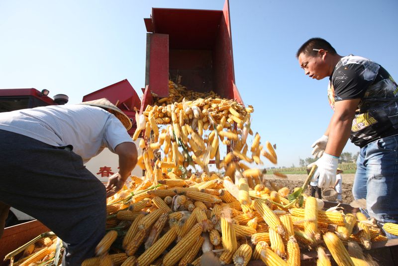 &copy; Reuters. Produtores rurais descarregam milho recém-colhido em uma fazenda em Bozhou, na província chinesa de Anhui
REUTERS/Stringer