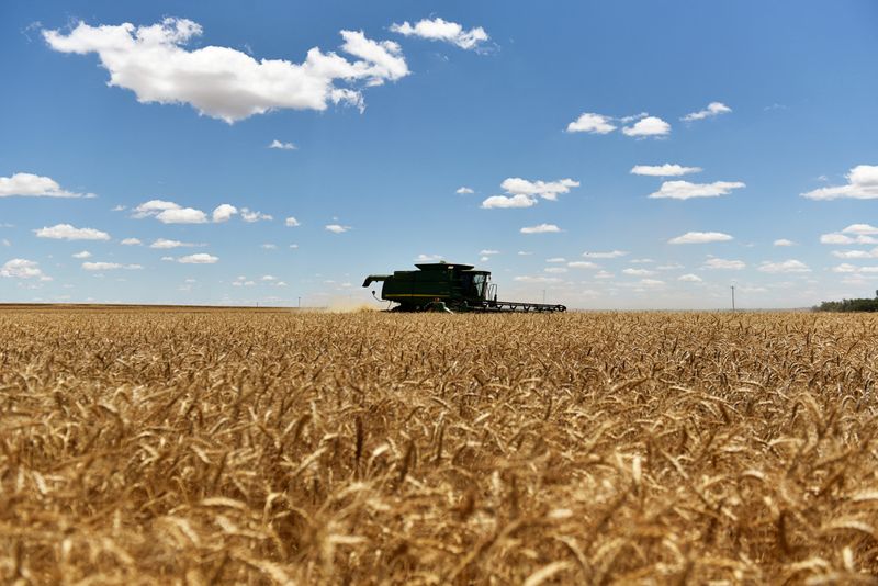 &copy; Reuters. FILE PHOTO: A combine harvests winter wheat in Corn, Oklahoma, U.S., June 12, 2019.  REUTERS/Nick Oxford/File Photo