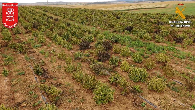 &copy; Reuters. Una plantación de cáñamo en Navarra, España, el 12 de abril de 2022. Guardia Civil/Cedida a través de