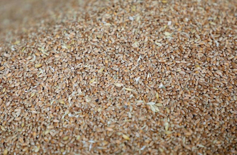 &copy; Reuters. FILE PHOTO: Grains of wheat pictured at a mill in Beirut, Lebanon, March 1, 2022. REUTERS/Mohamed Azakir