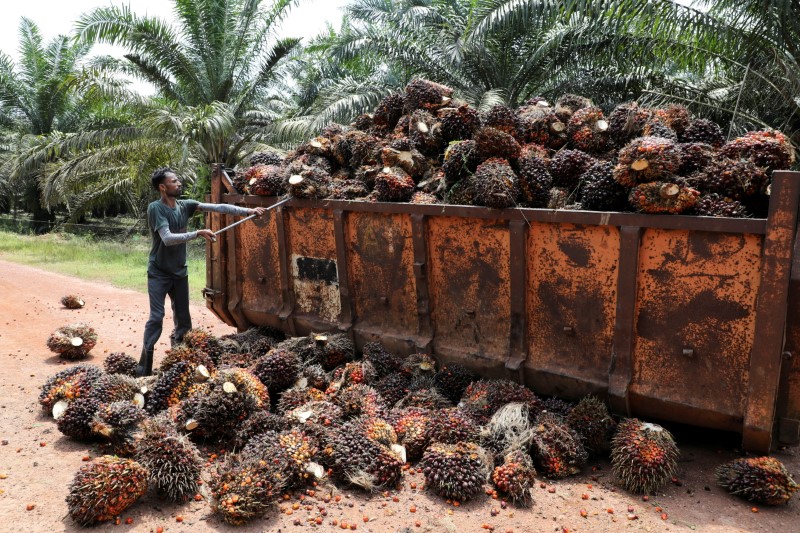 &copy; Reuters. Trabalhador lida com frutos da palma na Malásia
12/08/2021
REUTERS/Lim Huey Teng
