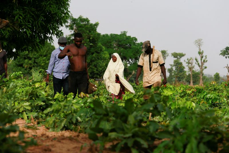 © Reuters. FILE PHOTO: Workers return from working on a ginger farm in Kaduna, Nigeria. April 28, 2021.   REUTERS/Afolabi Sotunde/File Photo