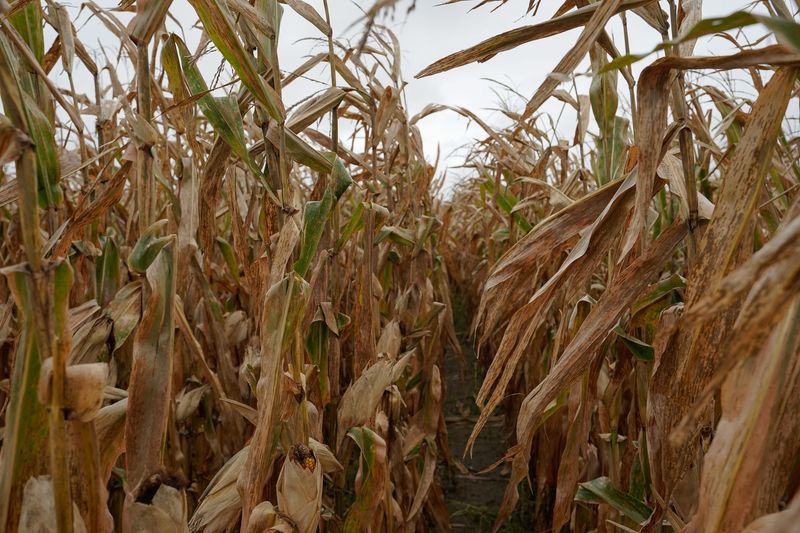 Slow start to U.S. planting threatens corn production