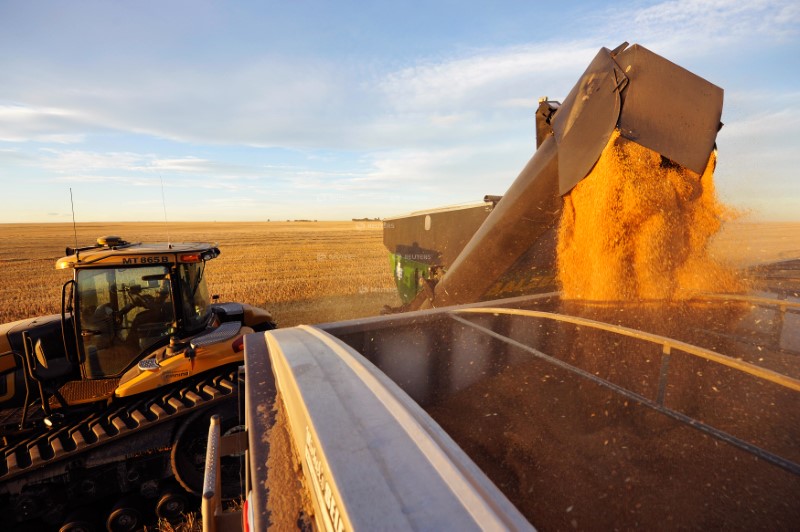 &copy; Reuters. FILE PHOTO: Wheat is dumped into a grain truck for transport on the Stephen and Brian Vandervalk farm near Fort MacLeod, Alberta, September 26, 2011.        REUTERS/Todd Korol/File Photo