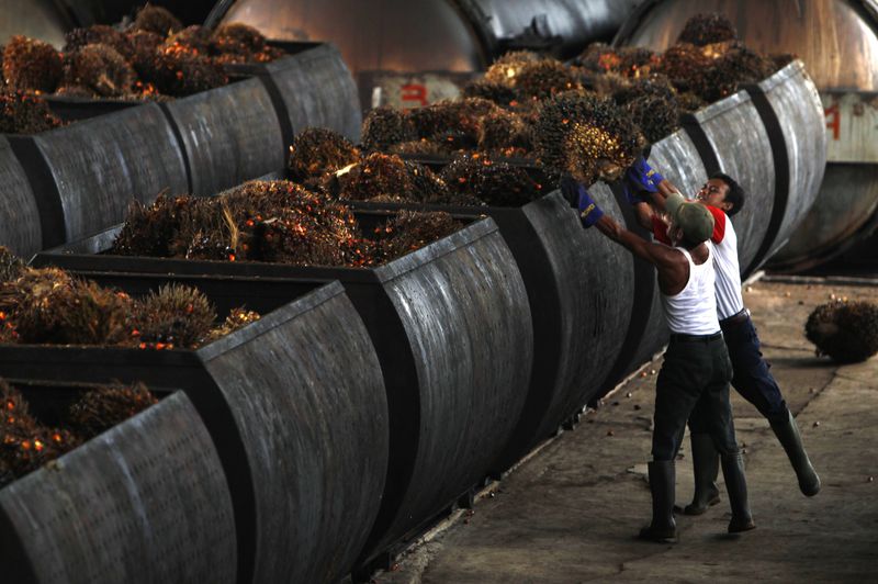 &copy; Reuters. Workers carry oil palm fruits to containers on their way into processing plants at  PT Perkebunan Nusantara VIII, a state-owned palm oil factory in Malingping, Indonesia's Banten province August 9, 2010. REUTERS/Beawiharta/Files