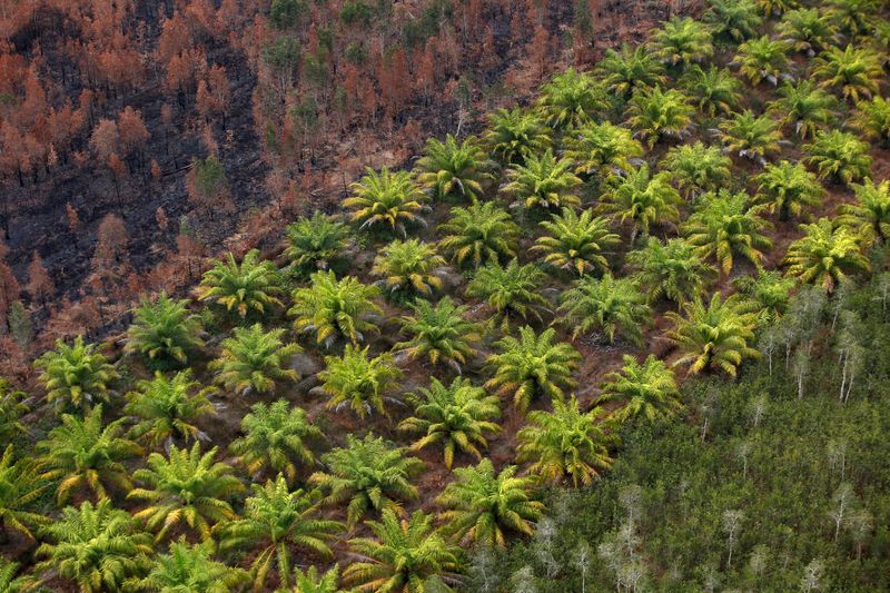 &copy; Reuters. FILE PHOTO: A palm oil plantation is pictured next to a burnt forest near Banjarmasin in South Kalimantan province, Indonesia, September 29, 2019. REUTERS/Willy Kurniawan