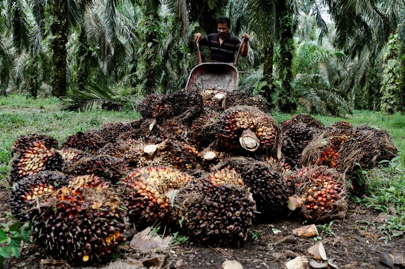 © Reuters. Sunarno, 49-year-old worker, unloads fresh fruit bunches during harvest at a palm oil plantation in Kampar regency, as Indonesia announced a ban on palm oil exports effective this week, in Riau province, Indonesia, April 26, 2022. REUTERS/Willy Kurniawan