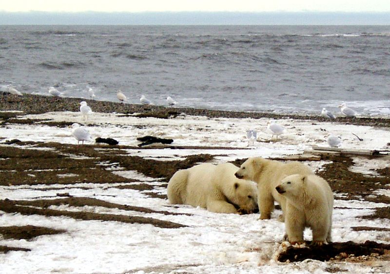 &copy; Reuters. Imagen de archivo de un oso polar y dos cachorro en la costa de Beaufort Sea, dentro del Área 1002 del Refugio Nacional de Vida Silvestre del Ártico, en esta foto sin fecha provista por la Biblioteca de Imágenes de Alaska del Servicio de Pesca y Vida S