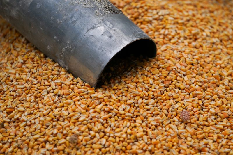 &copy; Reuters. FOTO DE ARCHIVO: Granos de maíz en un campo de Roachdale, Indiana, Estados Unidos. Imagen tomada el 29 de octubre de 2019. REUTERS/Bryan Woolston