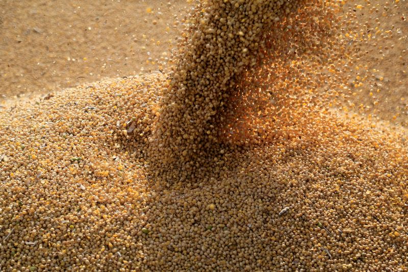 © Reuters. FILE PHOTO: Soybeans are loaded on to a truck on February 17, 2020. REUTERS/Jorge Adorno/File Photo