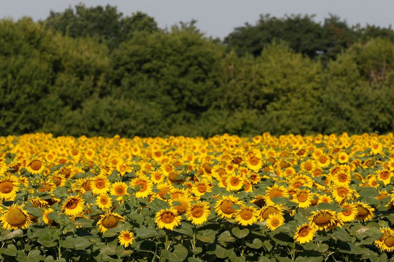 &copy; Reuters. FILE PHOTO: Sunflowers are seen on a field near the village of Grebeni, Ukraine, July 14, 2016.  REUTERS/Valentyn Ogirenko/File Photo