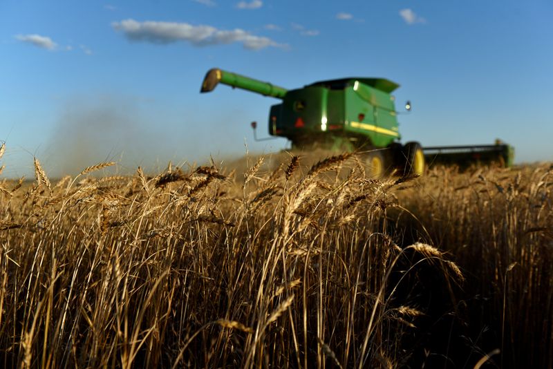 &copy; Reuters. FILE PHOTO: A combine harvests wheat in Corn, Oklahoma, U.S., June 12, 2019. REUTERS/Nick Oxford