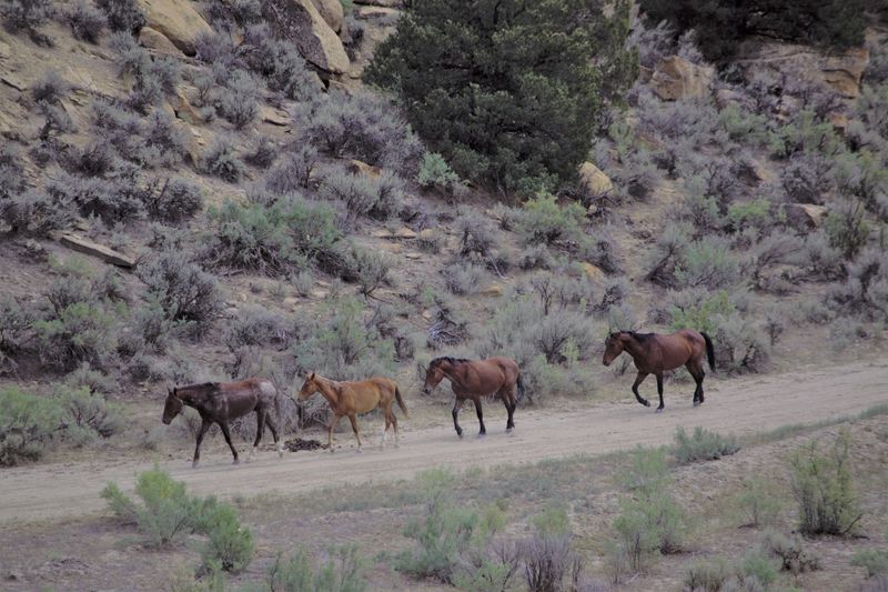 &copy; Reuters. FILE PHOTO: Wild horses walk near the West Douglas Herd Area, 20 miles south of Rangely, Colorado, U.S., in this handout photo released in August 2021.  Bureau of Land Management/Handout via REUTERS  