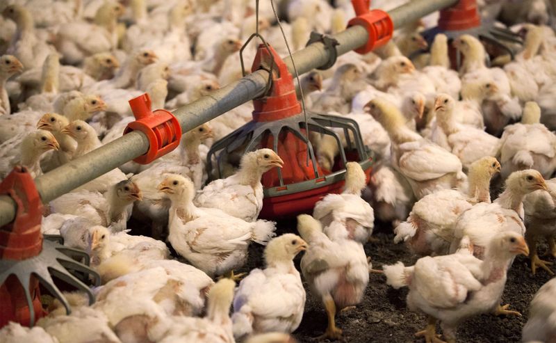 &copy; Reuters. FOTO DE ARCHIVO. Pollos se alimentan de una hilera de comederos en C&A Farms en Fairmont, Carolina del Norte, Estados Unidos. 10 de junio de 2014. REUTERS/Randall Hill