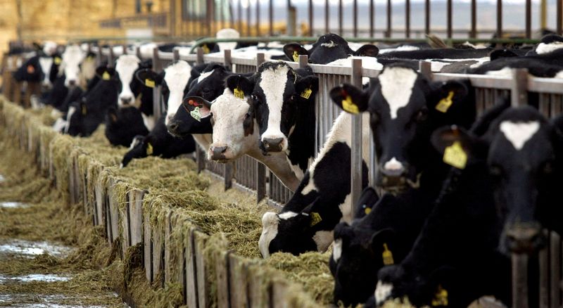 &copy; Reuters. FILE PHOTO: Healthy Holstein dairy cows feed at a farm in central Washington in this December, 24, 2003 photo.  REUTERS/Jeff Green/Files/File Photo