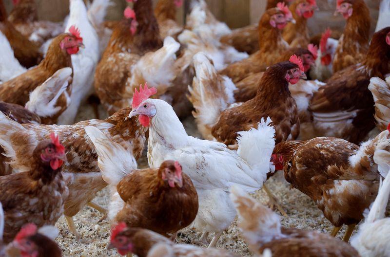 &copy; Reuters. FILE PHOTO: Egg-laying hens are seen at an organic poultry farm in Corcoue-sur-Logne, France, April 13, 2022. Picture taken April 13, 2022. REUTERS/Stephane Mahe/File Photo
