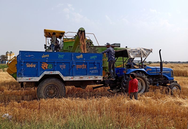 &copy; Reuters. Imagen de archivo de agricultores utilizando una cosechadora para depositar trigo en el remolque de un tractor, en un campo en las afueras de Indore
